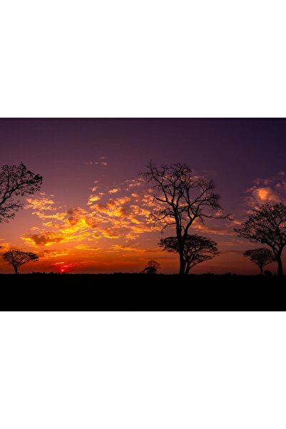 Zumzeria Πίνακας σε καμβά Ηλιοβασίλεμα πάνω από δέντρα στην Αφρική, 80x50εκ.,...