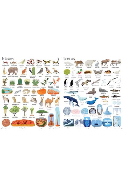 Usborne Carte Pentru Copii - 1000 Things In Nature