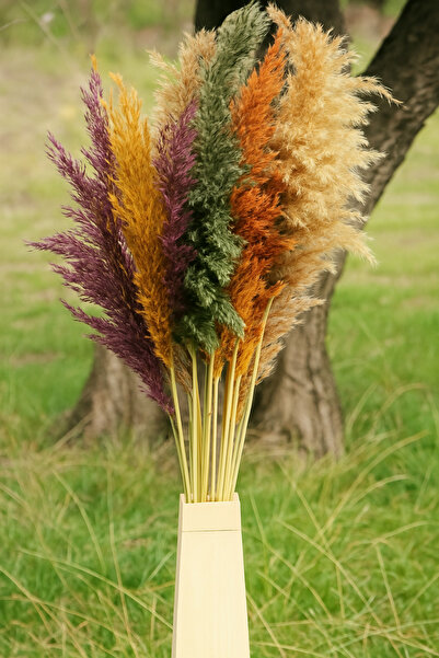 Hames Kuru Çiçek Pampas 15 Adet 100 Cm Boy