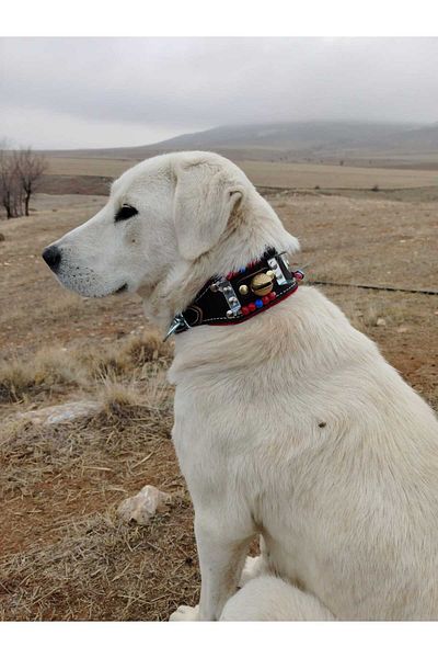 Sürmeli Tasma Small and Medium Breed Kangal Shepherd Dog Collar with 2 Bells Genuine Leather 60 cm