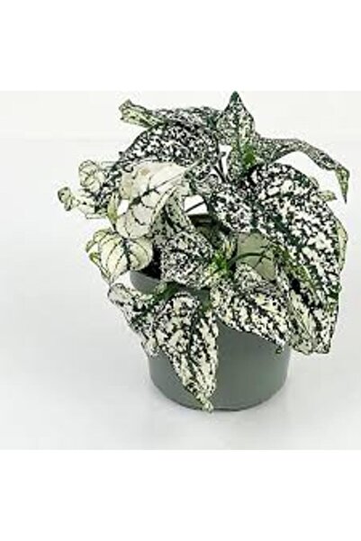 Mimoza Hostes Fittonia 3 Farklı Renkte Fitonya Ev ve Ofis Bitkisi 10-20 cm