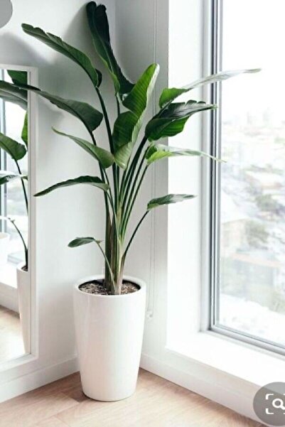 Green Flora Strelitzia Starliçe 90-120 cm Boyunda Tek Gövdeli Salon Bitkisi İç Mekan Bitkisi
