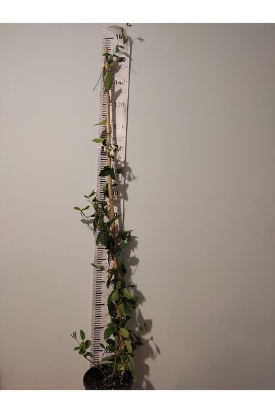 Zambak Hanımeli (LONİCERA JAPONİCA) - Tatlı Kokulu Ve Hızlı Büyüyen Sarmaşık - Sap Dahil Değildir