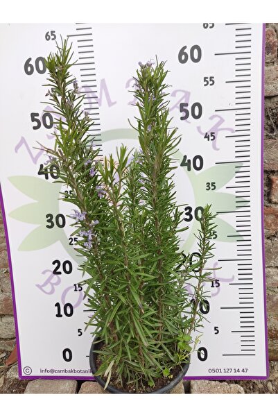 Zambak Biberiye canlı bitkisi (Rosemary, Iklil AlJabal)