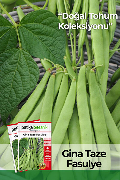 Patika Botanik 50 Adet Gina Taze Fasulye Tohumu