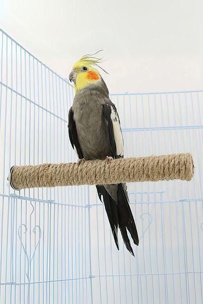 Alyones Parrot Hideout Swing Toy - Chewing and Climbing Area with Natural Wood Beads