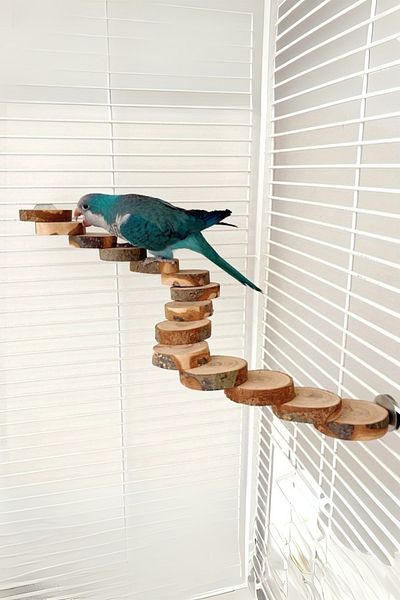 Alyones Applewood Bird Climbing Ladder - Natural Wood Exercise Ladder for Parrots