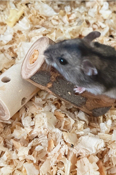 Alyones 1 adet Doğal Ahşap Çiğneme Oyuncağı - Hamster, Tavşan ve Kemirgenler ...