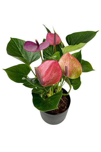 Byaysima Antoryum  Mor Renk Canlı Saksılı  Hediyelik Ev Ofis Salon Bitkisi