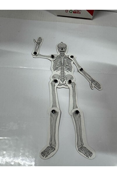ALSA Hareketli 25 cm karton iskelet maketi, detaylı iskelet sistemi modeli
