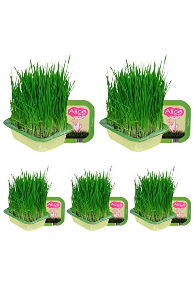 Alice 5 li Paket Kedi Çimi