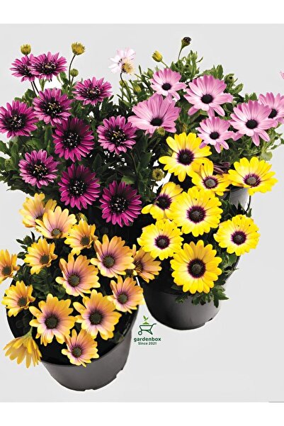 Gardenbox Rengaren Bodrum Papatyası Seti 4'Lü Saksılı Pembe+Mor+Sarı+Turuncu