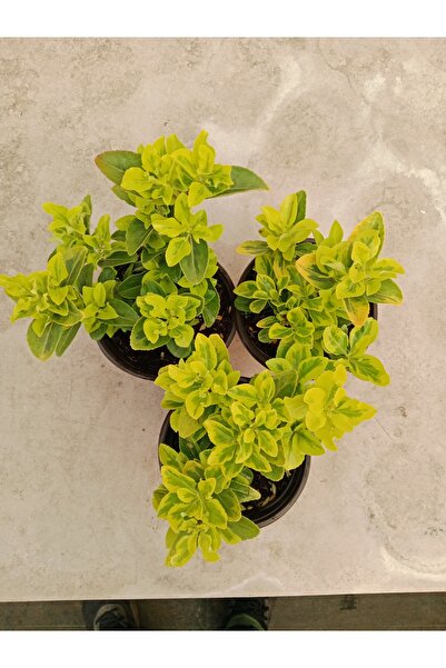 Ravza Çiçekçilik Altuni Gold Taflan 13 cm Saksıda 3 adet