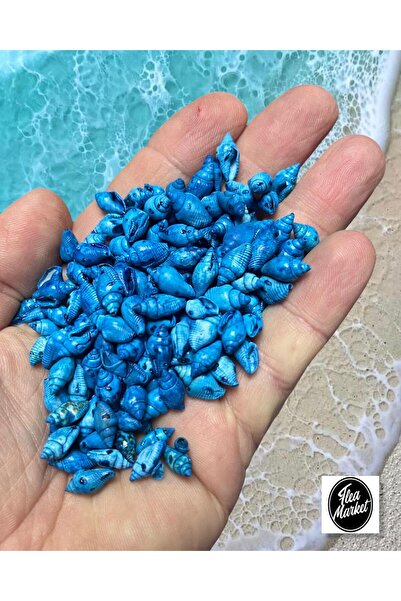 Flea Market Gerçek Deniz Kabuğu - NASSA SHELL - 100 ADET - MAVİ