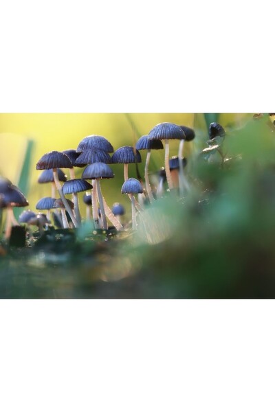 Zumzeria Tablou Canvas Ciuperci de pădure sălbatică, 80x50cm, tabloucanvas645...