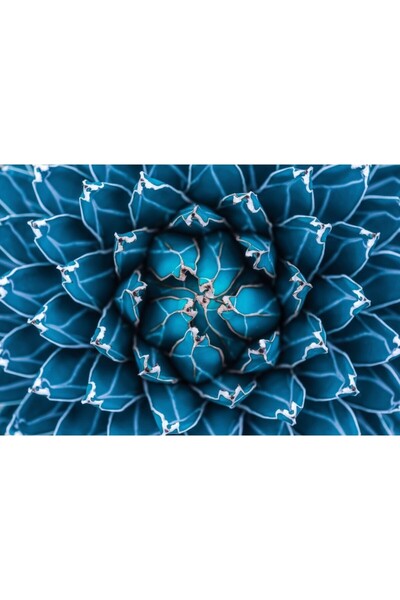 Zumzeria Tablou Canvas Qeen Victoria Agave, 80x50cm, tabloucanvas243, ®