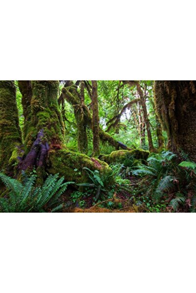 Zumzeria Tablou Canvas Large Mossy Trees, 80x50cm, tabloucanvas1098, Zumzeria ®