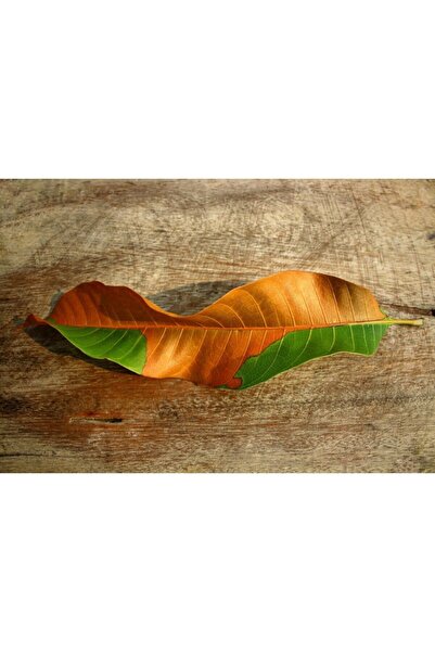 Zumzeria Tablou Canvas Жизненият цикъл на едно листо, 80x50cm, tabloucanvas11...