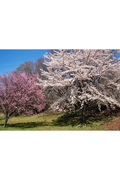 Zumzeria Καμβάς Tablou Τα Όμορφα Άνθη Κερασιάς, 80x50εκ., tabloucanvas1286,