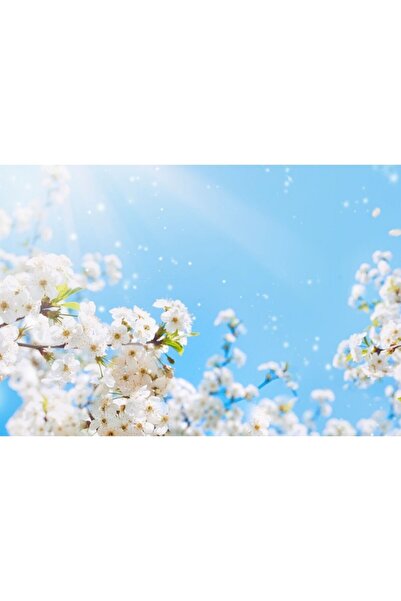 Zumzeria Tablou Canvas Blossoming Cherry Under The Blue Sky, 80x50cm, tablouc...