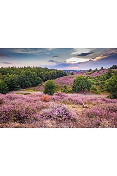 Zumzeria Καμβάς Tablou Lovely Purple Blooming Heather, 80x50εκ., tabloucanvas...