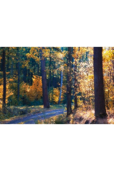 Zumzeria Πίνακας σε καμβά Φθινόπωρο στο Δάσος, 80x50εκ., canvaspainting452, ®