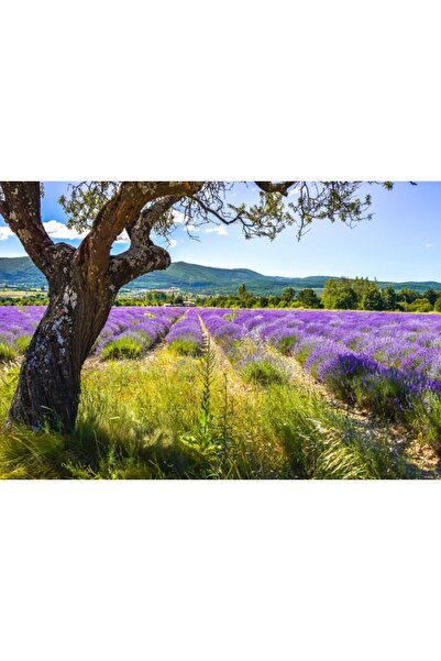 Zumzeria Tablou Canvas Lavandă Harvest With Amazing View, 80x50cm, tabloucanvas1129, Zumzeria ®