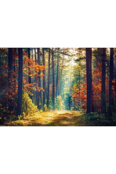 Zumzeria Tablou Canvas Colorful Forest, 80x50cm, tabloucanvas188, ®