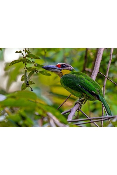 Zumzeria Tablou Canvas Pasăre colorată pe ramură, 80x50cm, tabloucanvas714, Zumzeria ®