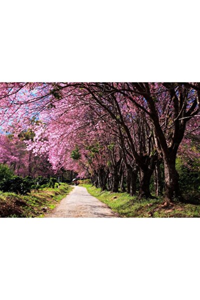 Zumzeria Tablou Canvas Amazing Pink Cherry Blossom Trees, 80x50cm, tabloucanvas1200, Zumzeria ®