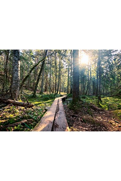 Zumzeria Tablou Canvas Wooden Walkway In Sunny Forest, 80x50cm, tabloucanvas6...