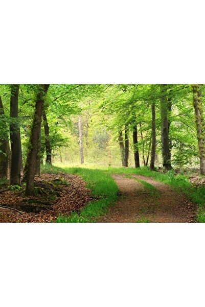 Zumzeria Tablou Canvas Green Pathway In The Forest, 80x50cm, tabloucanvas593,...