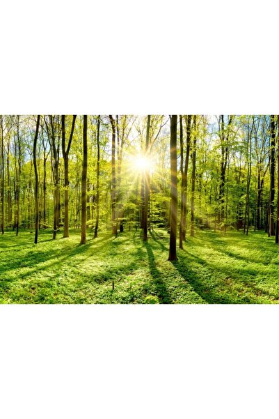 Zumzeria Tablou Canvas Bright Sun Shining Through The Trees, 80x50cm, tabloucanvas418, Zumzeria ®