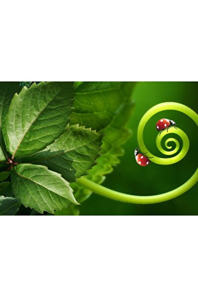 Zumzeria Πίνακας σε καμβά Τρυφερές πασχαλίτσες σε φύλλα, 80x50εκ., tableaucan...