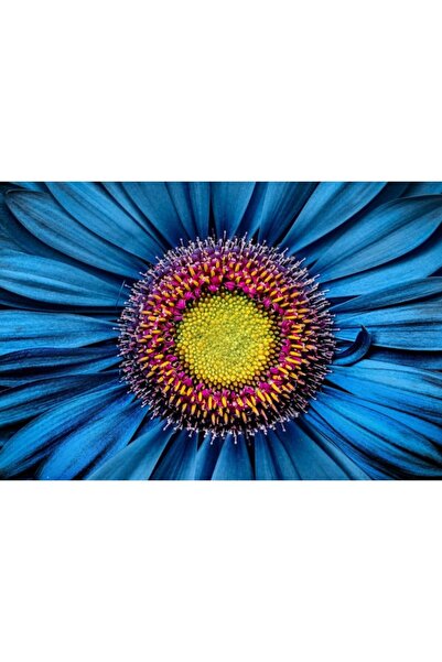 Zumzeria Tablou Canvas Beautiful Blue Gerbera Flower, 80x50cm, tabloucanvas77...
