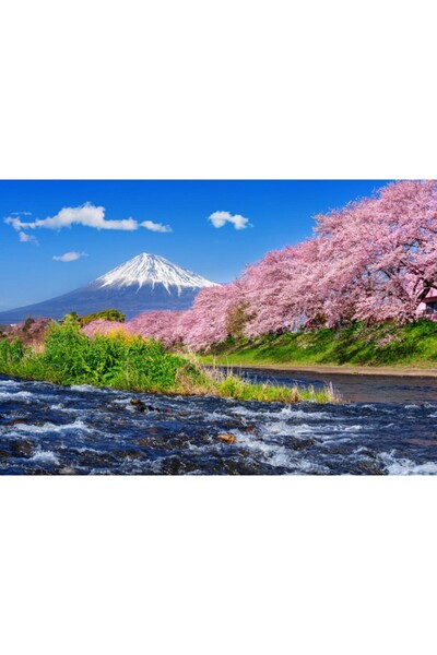 Zumzeria Tablou Canvas Cherry Blossoms In Spring, 80x50cm, tabloucanvas931, ®