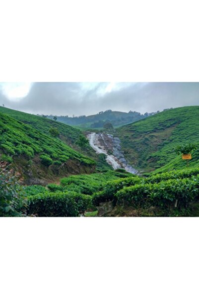 Zumzeria Tablou Canvas Tea Plantations On The Hills, 80x50cm, tabloucanvas729...