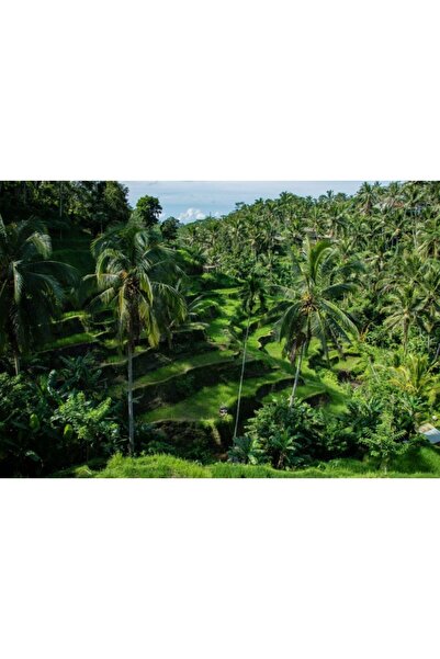 Zumzeria Πίνακας σε καμβά με θέμα το χωράφι με ρύζι, 80x50εκ., canvaspainting...