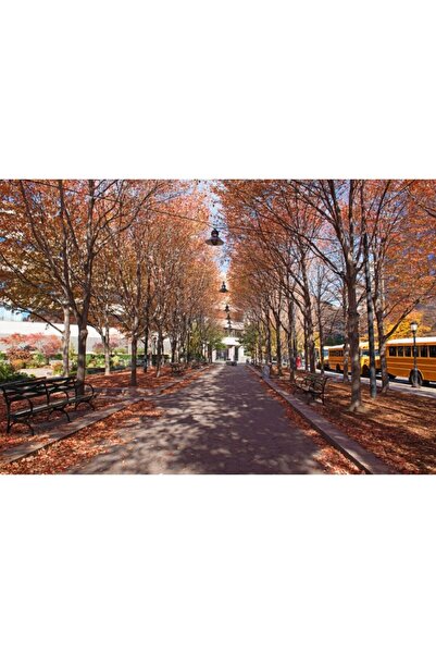 Zumzeria Καμβάς Tablou Σοκάκι με Φωτεινά Πορτοκαλί-Κόκκινα Δέντρα, 80x50εκ., ...