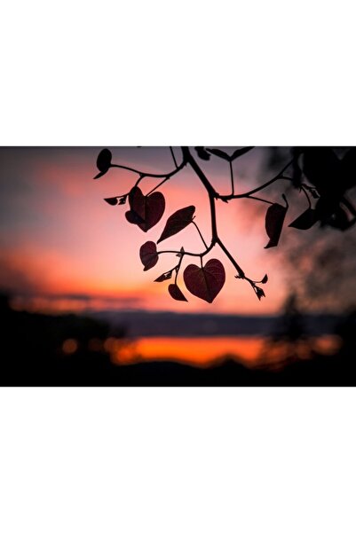 Zumzeria Tablou Canvas Orange Sky Over Trees And Heart-Shaped Leaves, 80x50cm...