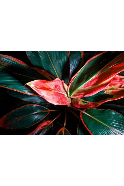 Zumzeria Tablou Canvas Vivid Colors Of Tropical Plant, 80x50cm, tabloucanvas5...