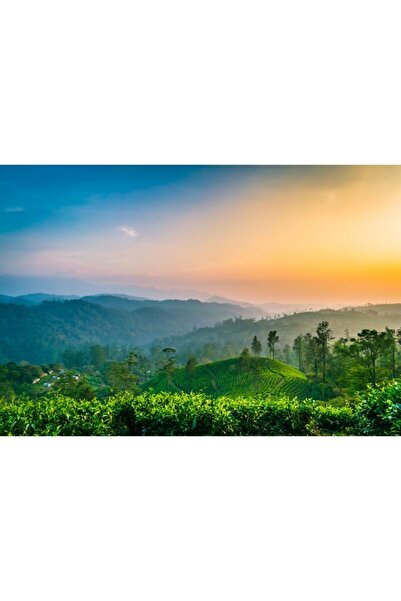 Zumzeria Πίνακας σε καμβά Ο Ήλιος, το Σούρουπο και η Φυτεία Τσαγιού, 80x50εκ....