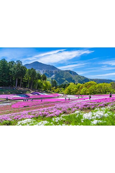 Zumzeria Tablou Canvas Beautiful Moss Pink Blossoms, 80x50cm, tabloucanvas128...