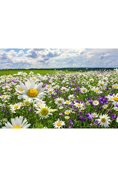 Zumzeria Tablou Canvas Summer Fields Of Mușețel și flori sălbatice, 80x50cm, tabloucanvas839, Zumzeria ®