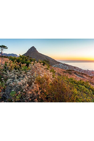 Zumzeria Tablou Canvas Cap de leu la apus, 80x50cm, tabloucanvas564, Zumzeria ®