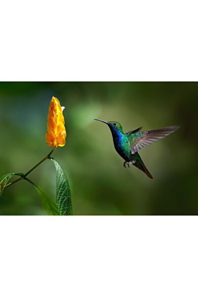 Zumzeria Πίνακας σε καμβά Όμορφη σκηνή με μπλε πουλί, 80x50εκ., πίνακας σε κα...