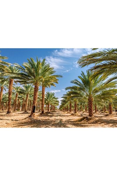 Zumzeria Tablou Canvas Date Palms Plantations, 80x50cm, tabloucanvas488, Zumzeria ®