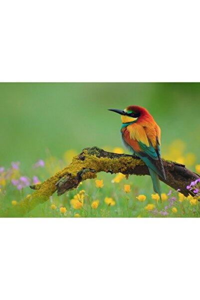 Zumzeria Tablou Canvas Beautiful Multicolored Bird On A Branch, 80x50cm, tabl...