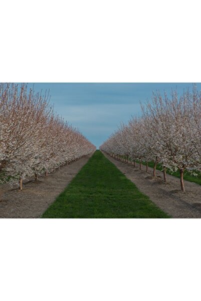 Zumzeria Καμβάς Tablou με άνθη κερασιάς, 80x50εκ., tabloucanvas1124,