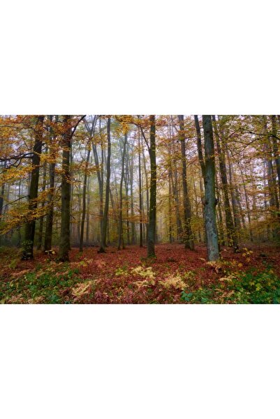 Zumzeria Tablou Canvas Golden Season Over The Forest, 80x50cm, tabloucanvas790, Zumzeria ®